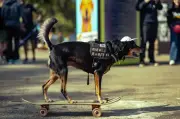 Festival Pet no Ibirapuera: 10 mil pessoas e 3 mil cães esperados