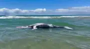 Filhote de baleia-jubarte encalha morto em praia de Maraú, na Bahia