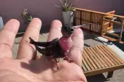 Filhote de beija-flor resgatado por veterinário em SP dá primeiros voos