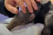 Filhote de tamanduá órfão se apega a ursinho de pelúcia na Argentina