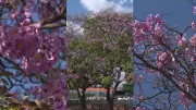 Florada antecipada dos ipês chama atenção em Teresina em julho