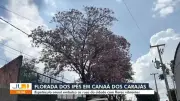 Florada de Ipês colore ruas de Canaã dos Carajás no verão