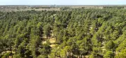 Florestas plantadas na China crescem 66% mais rápido que naturais