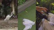 Força-tarefa em Belém tenta reduzir mortes de garças na praça Batista Campos