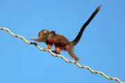 Fotógrafo registra zogue-zogue com filhote em ponte de dossel em MT