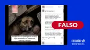 Foto de cão protegendo bebê em terremoto na Venezuela é gerada por IA
