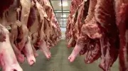 Frigoríficos de MS suspendem abate após Brasil atingir 80% da cota chinesa