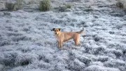 Frio intenso e geada marcam início da semana em Santa Catarina