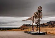 Fóssil de T. rex é vendido por US$ 50 milhões em leilão recorde