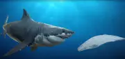 Fóssil redescoberto de Megalodon revela tamanho de 24 metros