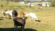 Furto de 29 animais causa prejuízo de R$ 110 mil em Descalvado