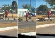 Galinha-d'angola segue cachorros em passeio e diverte web no TO