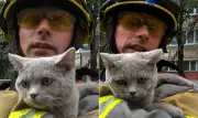 Gata Bonia é resgatada sob escombros em Kiev após ataque russo