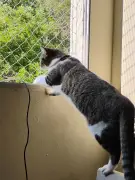 Gata Milady é estrela da coluna Amor animal deste sábado
