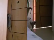 Gato abre porta sozinho ao pular maçaneta em Porto Velho; veja vídeo