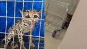 Gato-maracajá, espécie vulnerável, resgatado em garagem de prédio em Maringá
