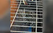Gato-maracajá ferido é resgatado em galinheiro e solto em Fartura