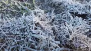 Geada cobre Campos do Jordão pelo 2º dia seguido no feriado