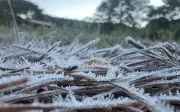 Geada cobre cidades do Sul de Minas nesta terça (14); veja fotos