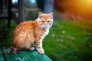 Genética explica por que gatos laranja são tão sociáveis e afetuosos