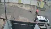 Gesseiro salva tutora e cão de ataque de pitbull em Juiz de Fora