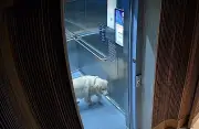 Gol da Argentina distrai dona e cachorro foge de elevador