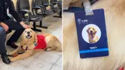Golden Retriever Teddy acolhe vítimas em audiências no Fórum de Ponta Grossa