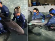 Golfinho-de-Fraser é resgatado em Praia Grande, SP, após encalhe raro