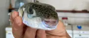 Grécia pagará R$ 31 por quilo de peixe-balão invasor e venenoso