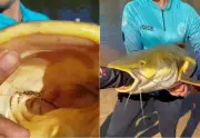 Guia coloca mão no estômago de pirarara para retirar anzol em TO