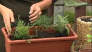 Guia gratuito da Embrapa ensina a cultivar horta em casa