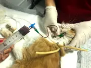 Hemocentro Veterinário de Alagoas enfrenta falta de doadores de sangue animal