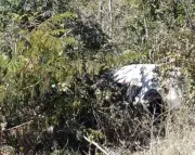 Homem de 27 anos morre em acidente na MGC-654 em Brasília de Minas