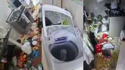 Homem invade casa da ex, destrói tudo e deixa animais mortos no ES
