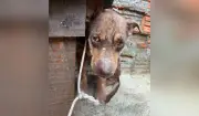 Homem é multado em R$ 3 mil por maus-tratos a cachorro em Presidente Prudente