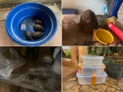 Homem é multado em R$ 6,4 mil por manter animais silvestres em cativeiro irregular em Tatuí