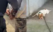 Homem é preso em flagrante por maus-tratos a cachorro em Presidente Figueiredo