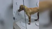 Homem preso por agredir cachorro em Imperatriz; ONG acolhe animal