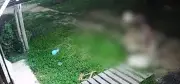 Homem preso por jogar gato contra chão no Marajó