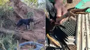 Homem preso por maus-tratos a cães e galos e multado em R$ 25 mil em Marília