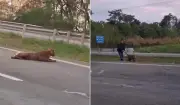Homem puxa onça-parda viva pelo rabo em rodovia de Piracicaba