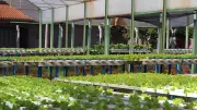 Horta Hidropônica em Jaborandi forma jovens e promove sustentabilidade