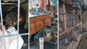 Ibama fecha zoológico clandestino em SC e resgata 655 animais