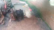 Ibama interdita zoológico clandestino em SC e resgata 655 animais