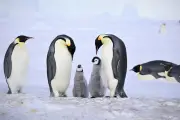 Iceberg gigante causa queda de 69% em filhotes de pinguim na Antártida