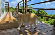ICMBio inicia campanha de castração de gatos em Fernando de Noronha