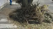 Incêndio atinge árvores na Avenida Humberto Calderaro em Manaus