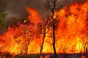 Incêndio florestal deixa 12 mortos no sul da Espanha