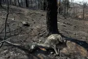Incêndio florestal na fronteira Espanha-Portugal obriga evacuação de mais de 600 pessoas