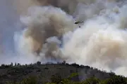 Incêndios florestais devastam 17 mil hectares na Europa com calor extremo